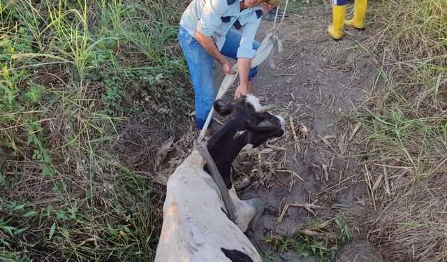 Osmaniye'de sulama kanalına düşen ineği itfaiye ekibi kurtardı