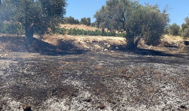 Hatay’da zeytinlik alanda çıkan yangın söndürüldü