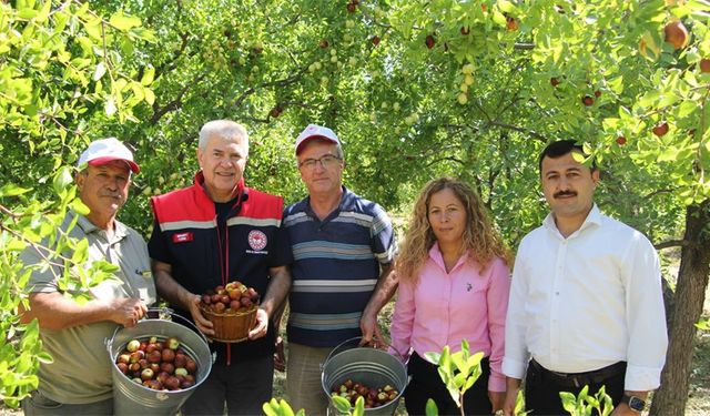 Isparta’da hünnap hasadı başladı