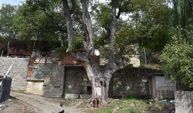 Gümüşhane'deki anıt ağaç 580 yıldır ayakta