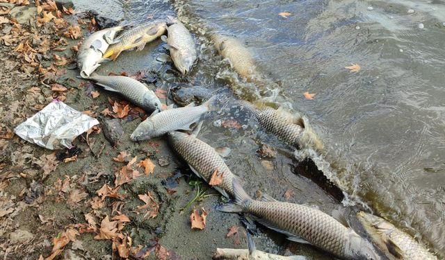 İzmir'de Gölcük Gölü'ndeki balık ölümleri sürüyor