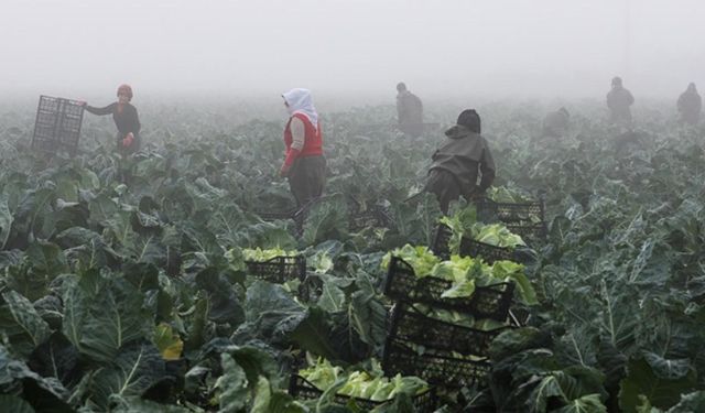 TARSİM sistemi Türk dünyasına açılıyor