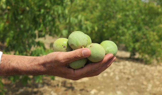 'Yeşil Altın' Rekoltede Üreticilerin Yüzünü Güldürdü