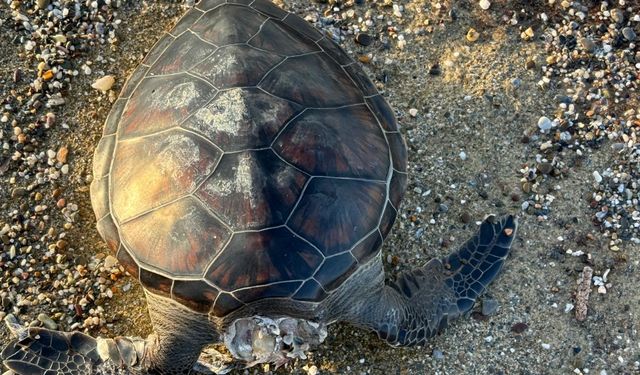 Alanya'da sahilde ölü caretta caretta bulundu