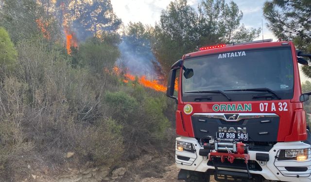 Antalya’da çıkan yangında zeytin ağaçları zarar gördü