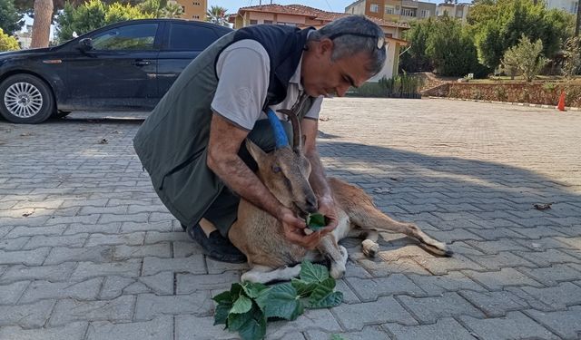 Mersin'de yaralı bulunan yaban keçisi tedavi altına alındı