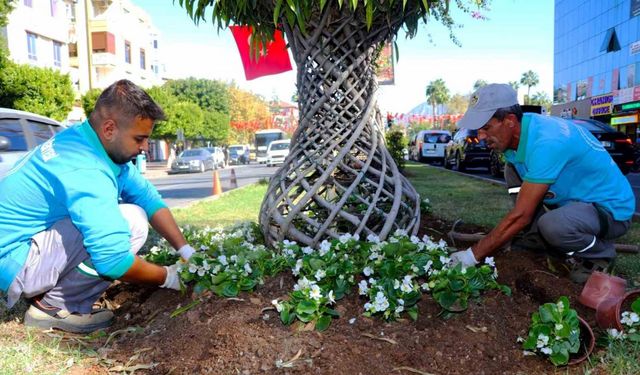 Alanya belediyesi mevsimlik çiçek dikimlerine başladı