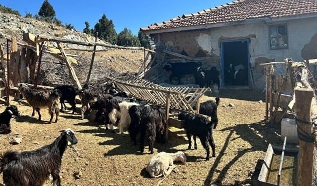 Burdur’da kaybolan 42 küçükbaş hayvan jandarma ekipleri tarafından bulundu