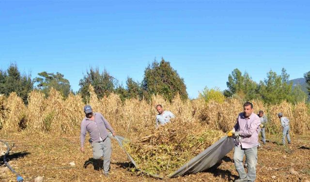 Çandır fasulyesinin hasat zamanı