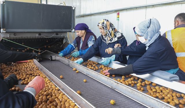 Ceviz Üreticileri Derneği, 2024 Hasat Şenliği MAYCEV’de yapıldı