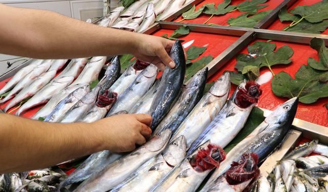 İstanbul'da tezgahlar 7 bin 500 ton balıkla buluştu