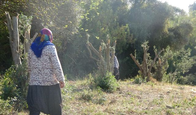 Kadınlara Karşı Soyunup Tartışan Kişi Zeytin Ağaçlarını Kesti İddiası