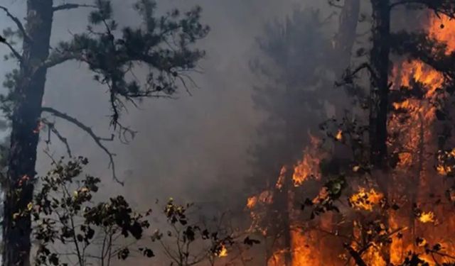 Kahramanmaraş ve Denizli’de Orman Yangınları Sürüyor!