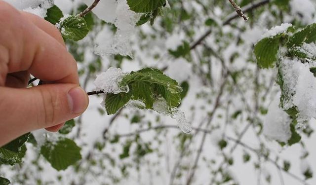 Meteorolojiden Zirai Don Uyarısı