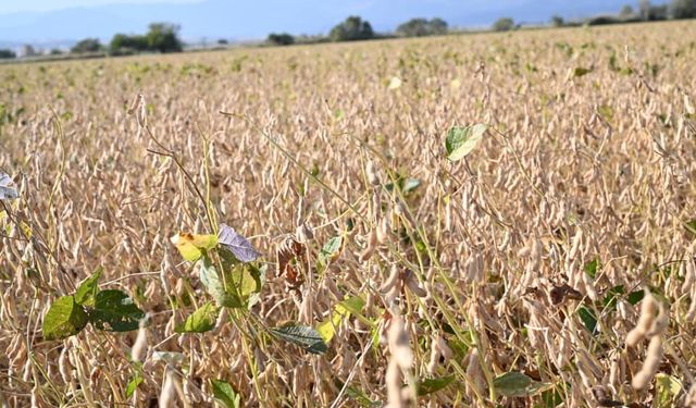 Soya Fasulyesi Hasadı Gerçekleştirildi