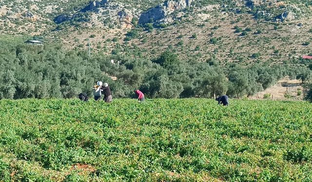 Adana'da açık alanda yetiştirilen güz domatesinde hasat başladı