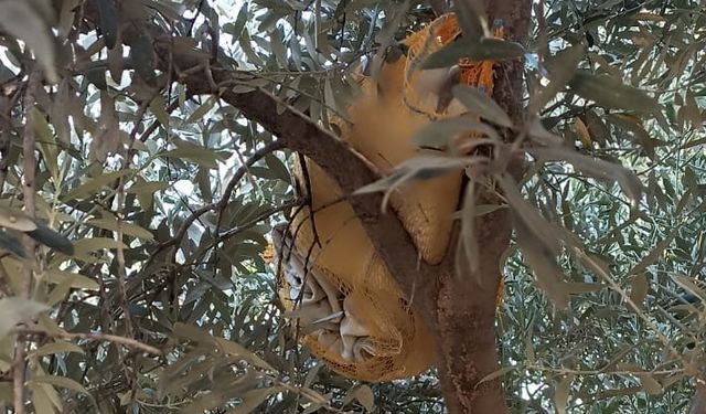 Adana'da zeytin ağacına saklanmış uyuşturucu bulunmasıyla ilgili yakalanan zanlı tutuklandı