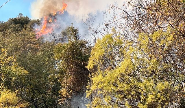 Antalya'da ormanlık alanda çıkan yangına müdahale ediliyor