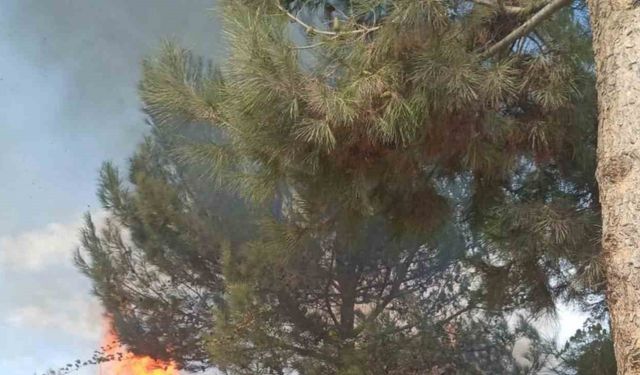 Antakya’da ormanlık alandaki yangın büyümeden söndürüldü