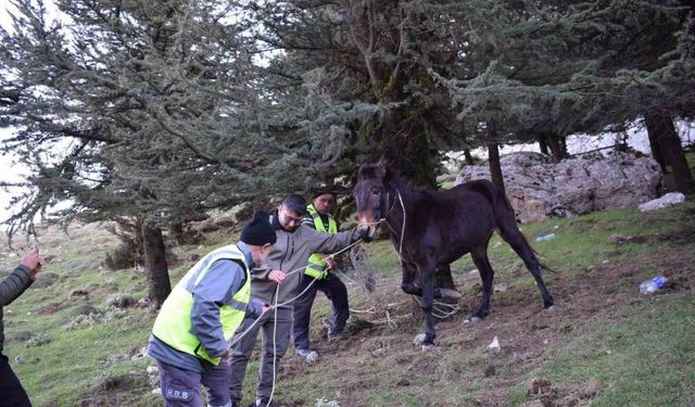 ‘Bu şehrin taşı toprağı da, kuzusu kurdu da bize emanet’ diyen başkandan, bin 900 rakımda ölümü bekleyen katıra şefkat eli