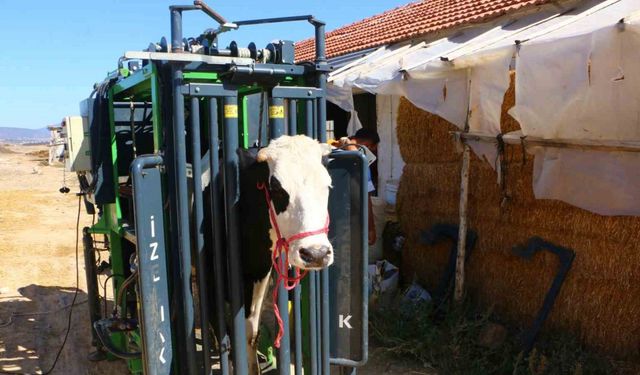 Büyükbaş hayvanların tırnak bakımı Büyükşehir’den