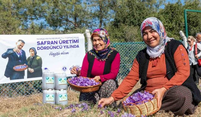 Mersin Yenişehir’de safran üretimi 4. yılına girdi