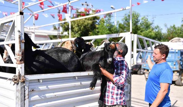 Mersin’de 5 yılda 300 üreticiye 7 bin 500 küçükbaş hayvan desteği