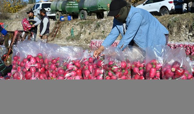 Tescilli Kadirli turpunda hasat dönemi başladı