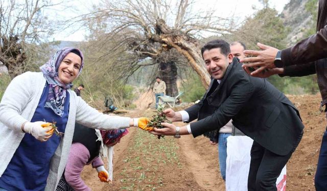 Feke’de sahlep fidanları toprakla buluştu