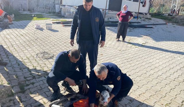 Hatay'da atık su borusuna sıkışan buzağıyı itfaiye kurtardı