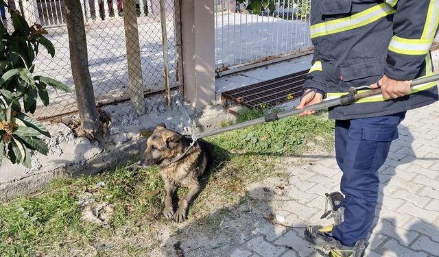 Hatay'da menfeze düşen köpek kurtarıldı