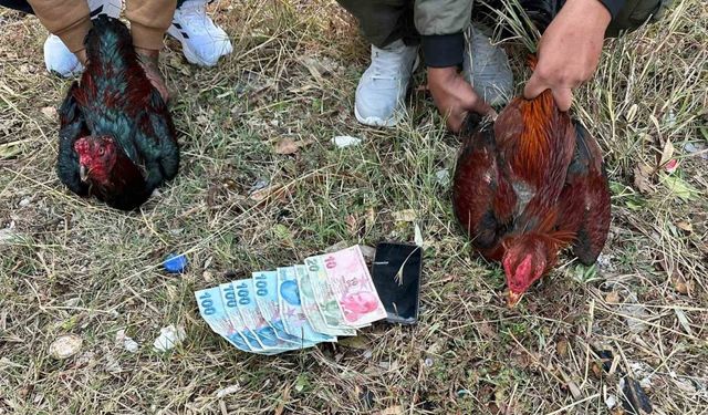 Hatay’da horoz dövüşü baskını: 14 kişiye 41 bin 350 lira ceza