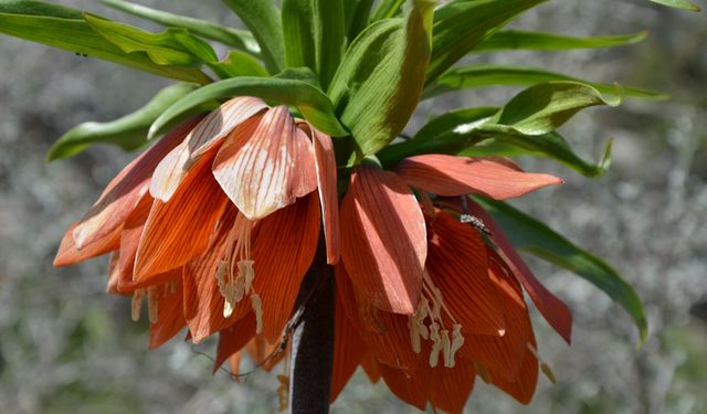 Afşin’e Cemre Ne Zaman Düşecek?