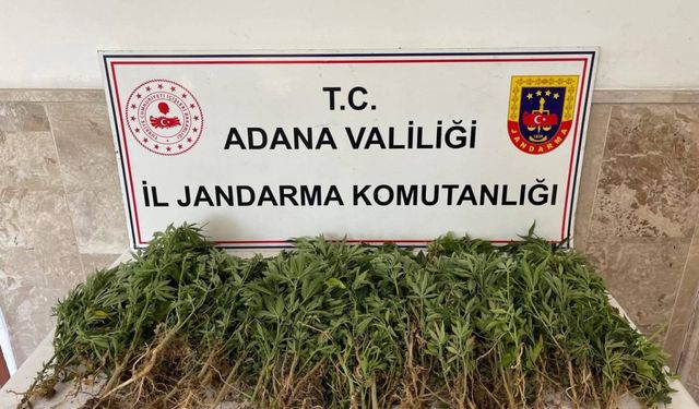 Ceyhan'da 712 kök kenevir ele geçirildi
