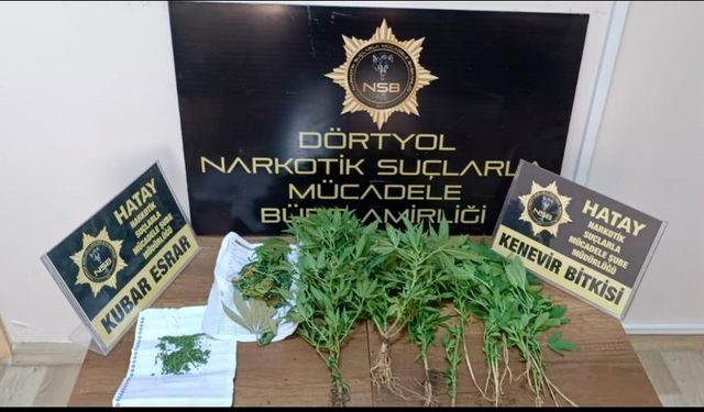 Hatay'da 20 kök kenevir ele geçirildi