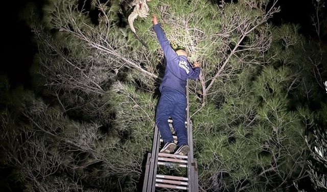 Hatay'da ağaçta asılı kalan leylek kurtarıldı