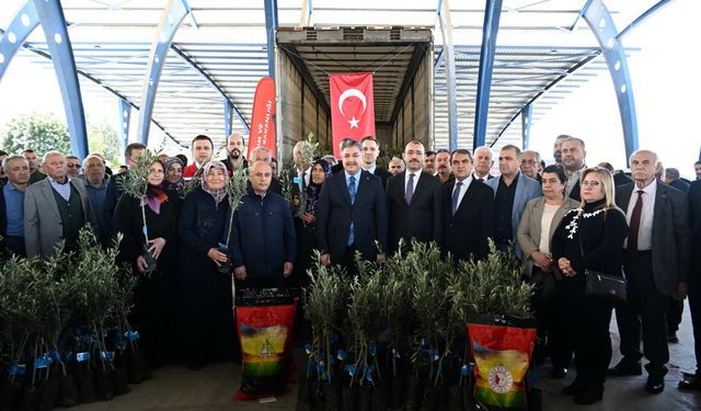 Osmaniye'de üreticilere 11 bin 500 zeytin fidanı dağıtıldı
