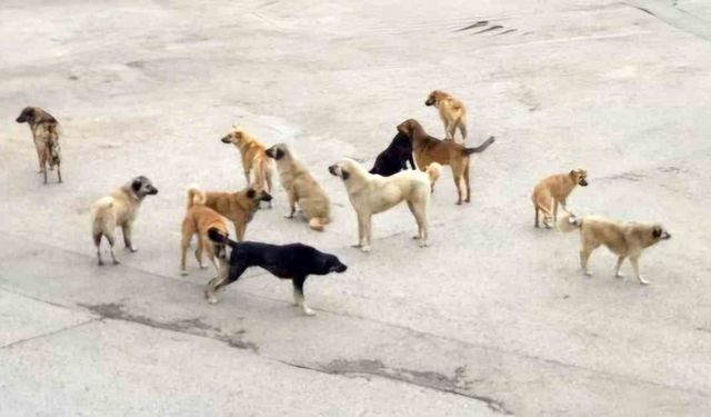 Burdur’da komşusuna giderken köpeklerin saldırısına uğrayan yaşlı kadın yaralandı