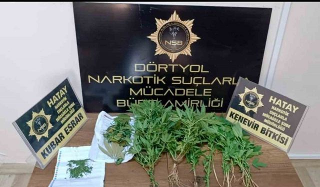 Dörtyol’da hint keneviri operasyonu