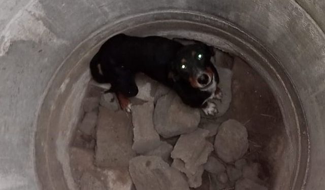 Erzin’de kuyuya düşen köpeği itfaiye kurtardı