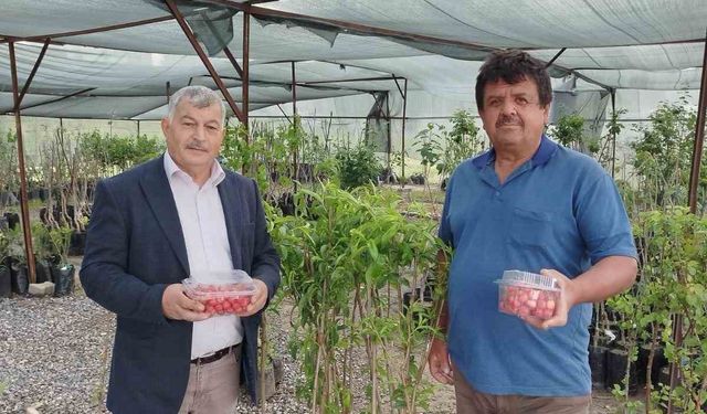 Gazipaşa’da sezonun ilk kiraz hasadı yapıldı