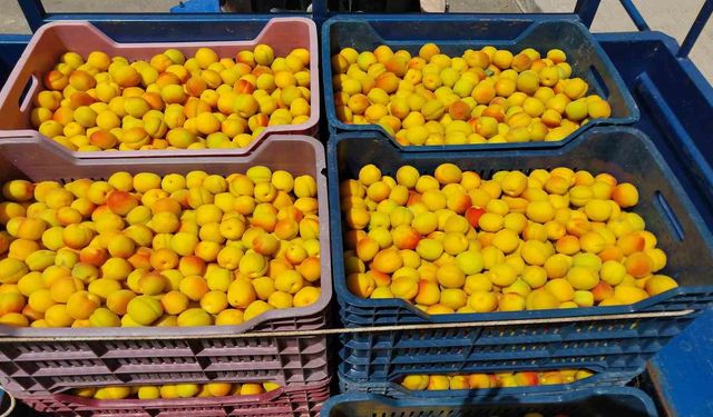 Kayısıda ilk hasat yapıldı: 500 TL’den alıcı buldu