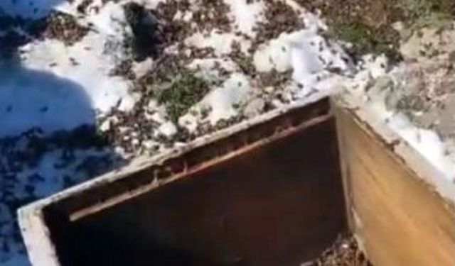 Osmaniye’de aç kalan ayılar, arı kovanlarına saldırdı