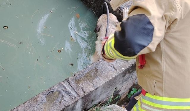 Sulama kanalına düşen köpeği itfaiye kurtardı