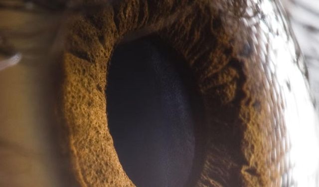 Bilim insanları görmeyi geri getiren ilaç geliştirdi