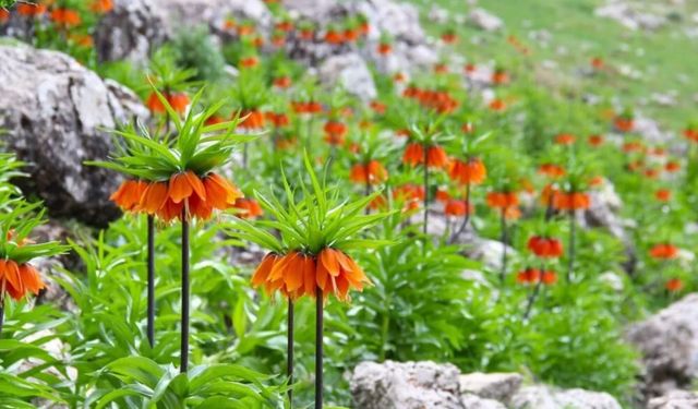 Ters Laleye Zarar Verenlere 700 Bin TL’ye Kadar Ceza!