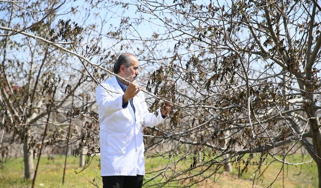 Türk Akademisyenlerin Geliştirdiği 4 Ceviz Çeşidi Zirai Dondan Etkilenmedi