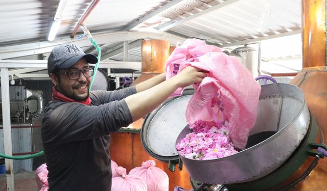 Burdur'daki göl manzaralı gül hasadına ilgi artıyor
