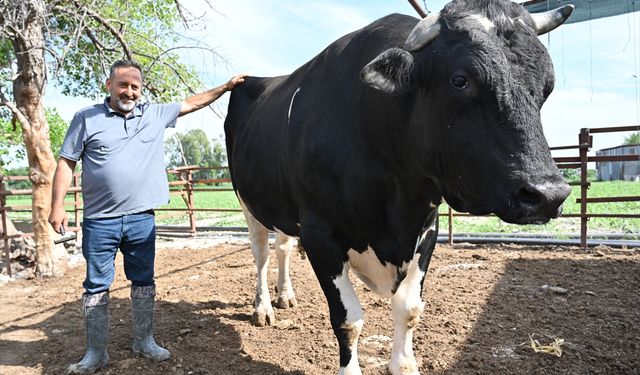 Osmaniye'de 1,2 tonluk kurbanlık boğa bayram öncesi alıcısını bekliyor