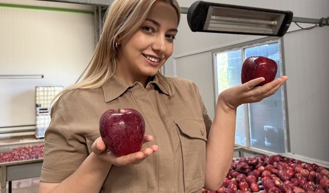 Elma üreticisi genç çiftçi ürünlerini kurutarak katma değerli hale getirecek